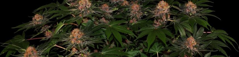 CBD