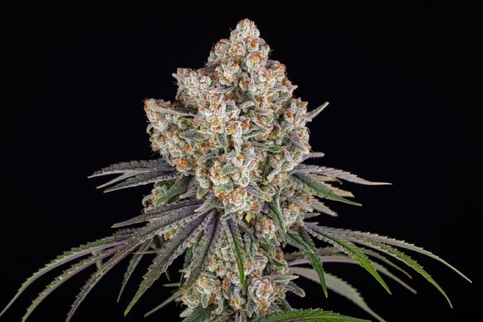 Cannabissamen