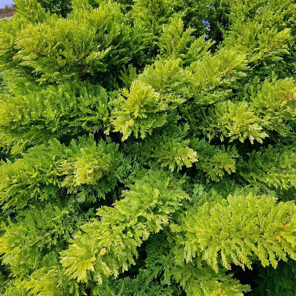 Warum ist Thuja verboten? Die Hintergründe und Auswirkungen auf Gärten und Natur