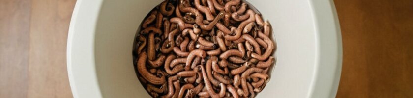 Würmer im Stuhl bei Erwachsenen: Ursachen, Symptome und Behandlungsmöglichkeiten