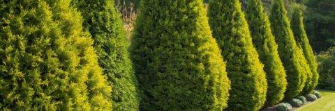 Warum ist Thuja verboten? Die Hintergründe und Auswirkungen auf Gärten und Natur