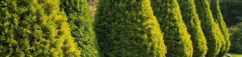 Warum ist Thuja verboten? Die Hintergründe und Auswirkungen auf Gärten und Natur