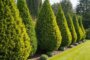 Warum ist Thuja verboten? Die Hintergründe und Auswirkungen auf Gärten und Natur