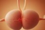 Ab wann schlägt das Herz eines Babys? Wichtige Informationen für werdende Eltern