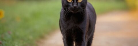 Schwarze Katze von links nach rechts: Ein Blick auf die Symbolik und Bedeutung in verschiedenen Kulturen