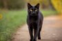 Schwarze Katze von links nach rechts: Ein Blick auf die Symbolik und Bedeutung in verschiedenen Kulturen