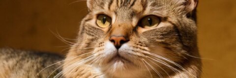 Rolling Skin Syndrom bei Katzen: Ursachen, Symptome und Behandlungsmöglichkeiten